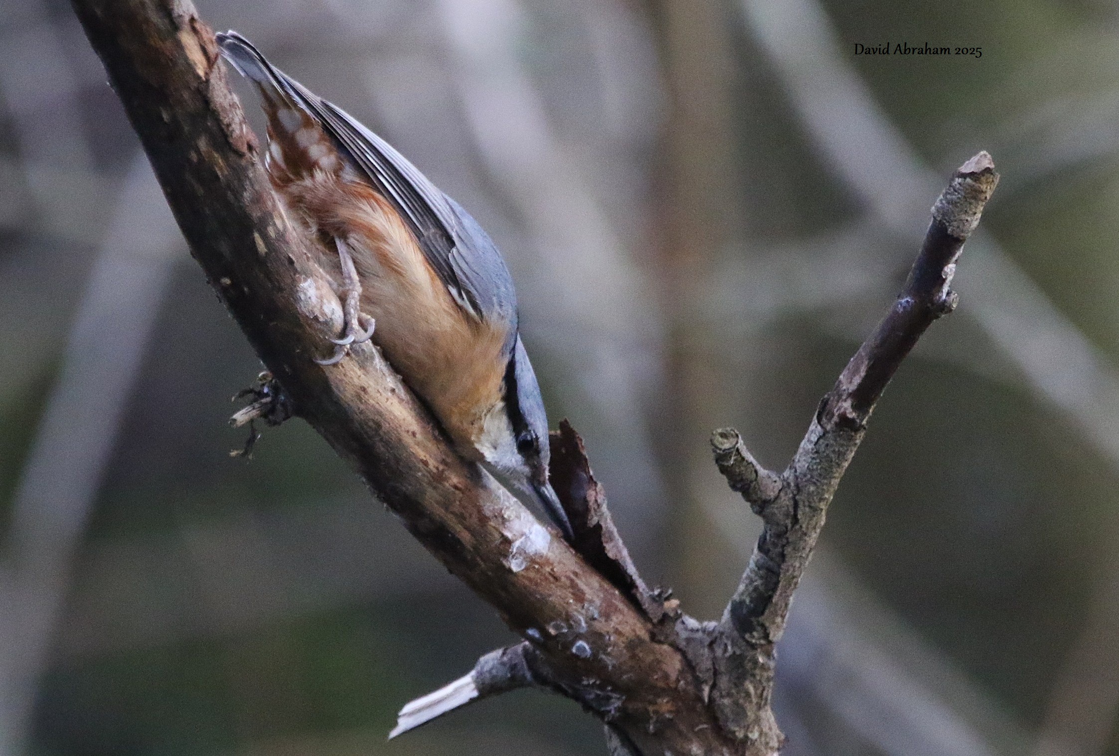 Nuthatch 