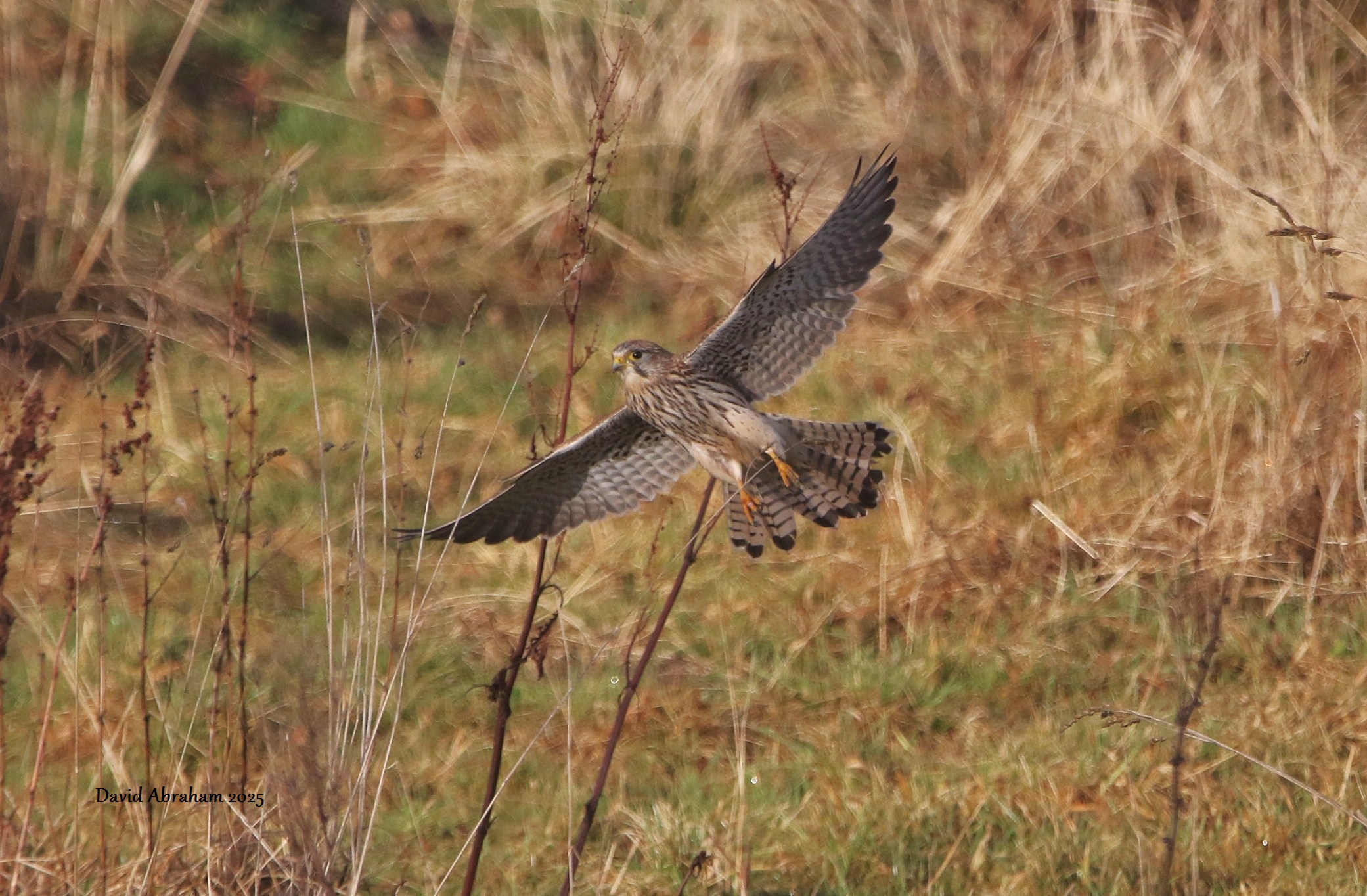 Kestrel 