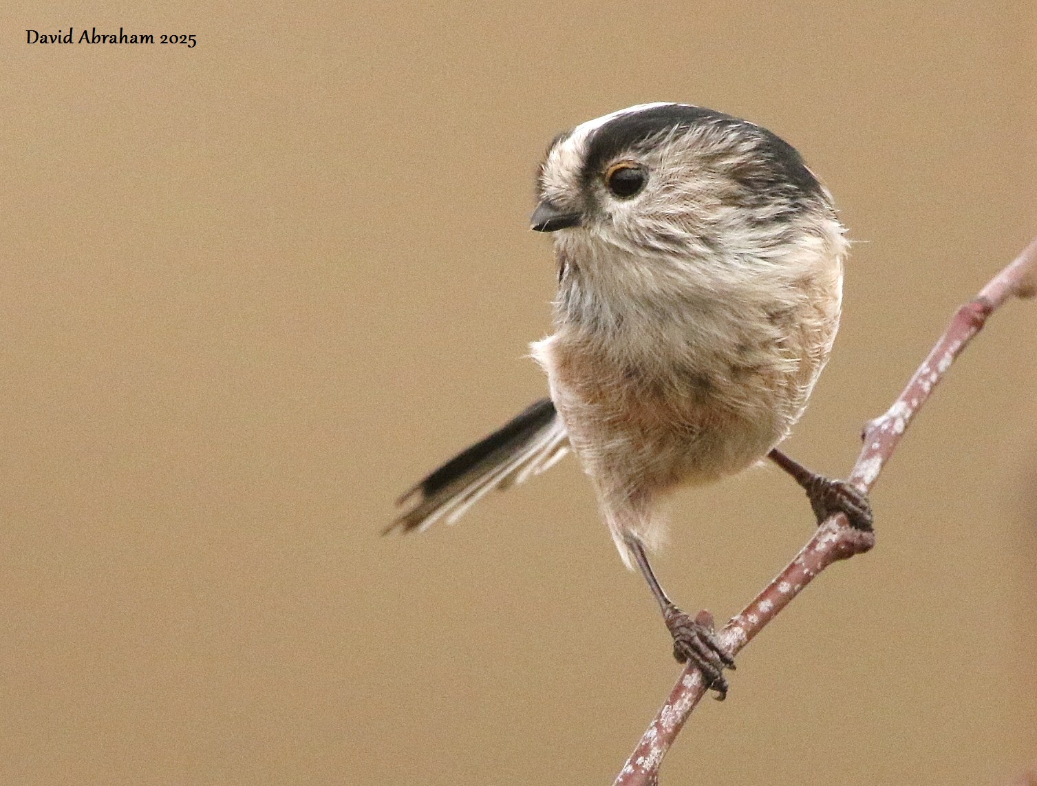 Long-tailed Tit 