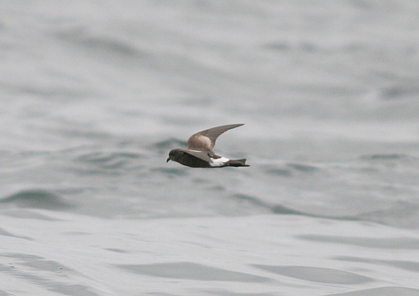 Wilson's Petrel