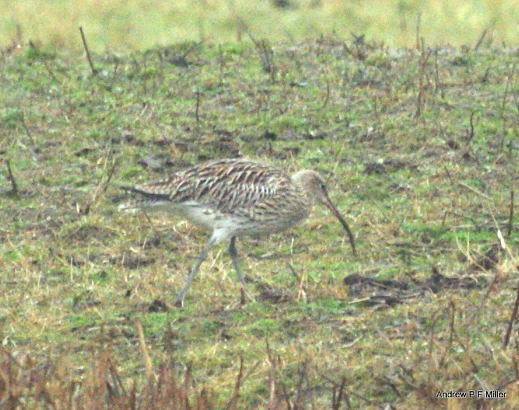 Curlew