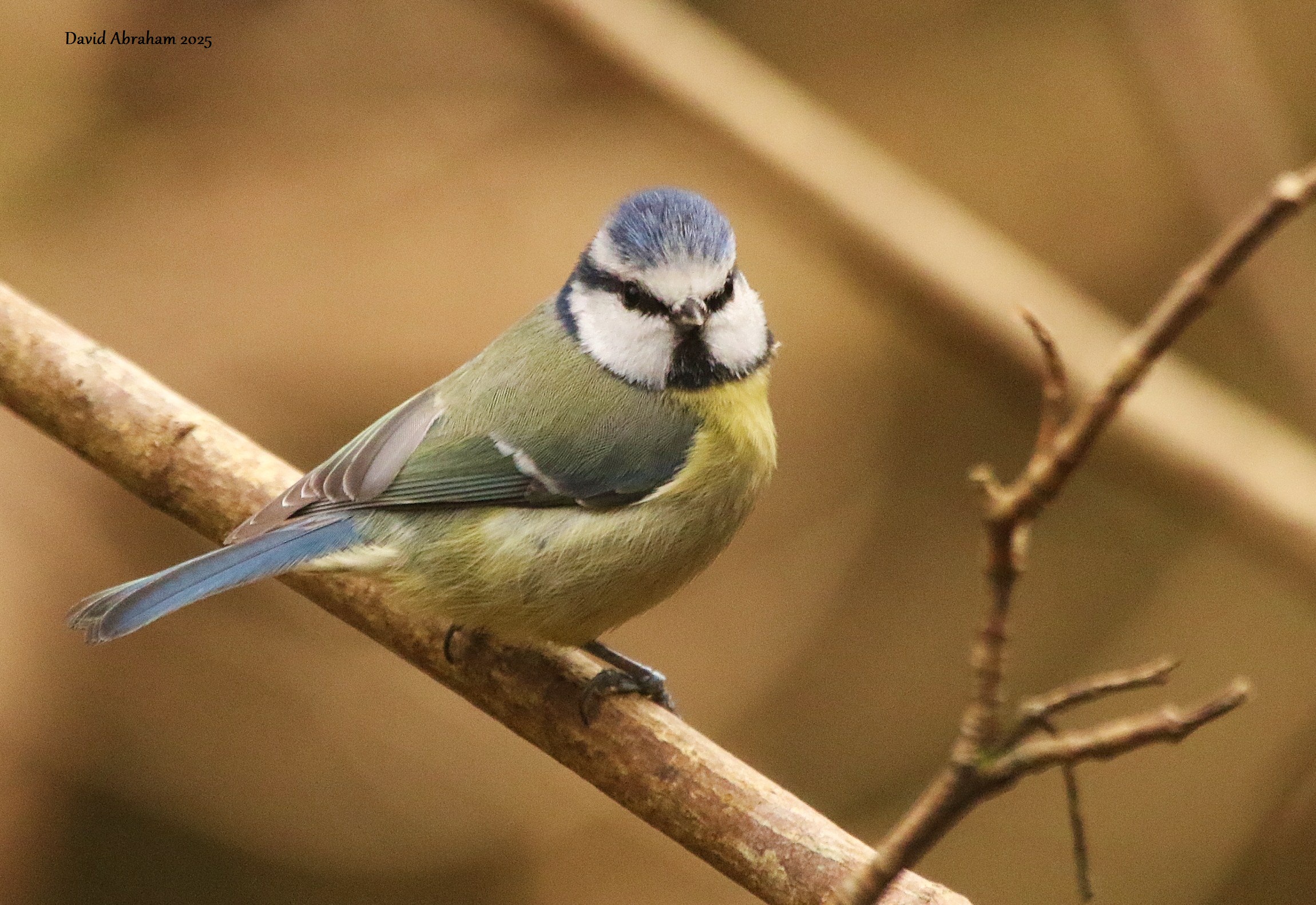 Blue Tit 