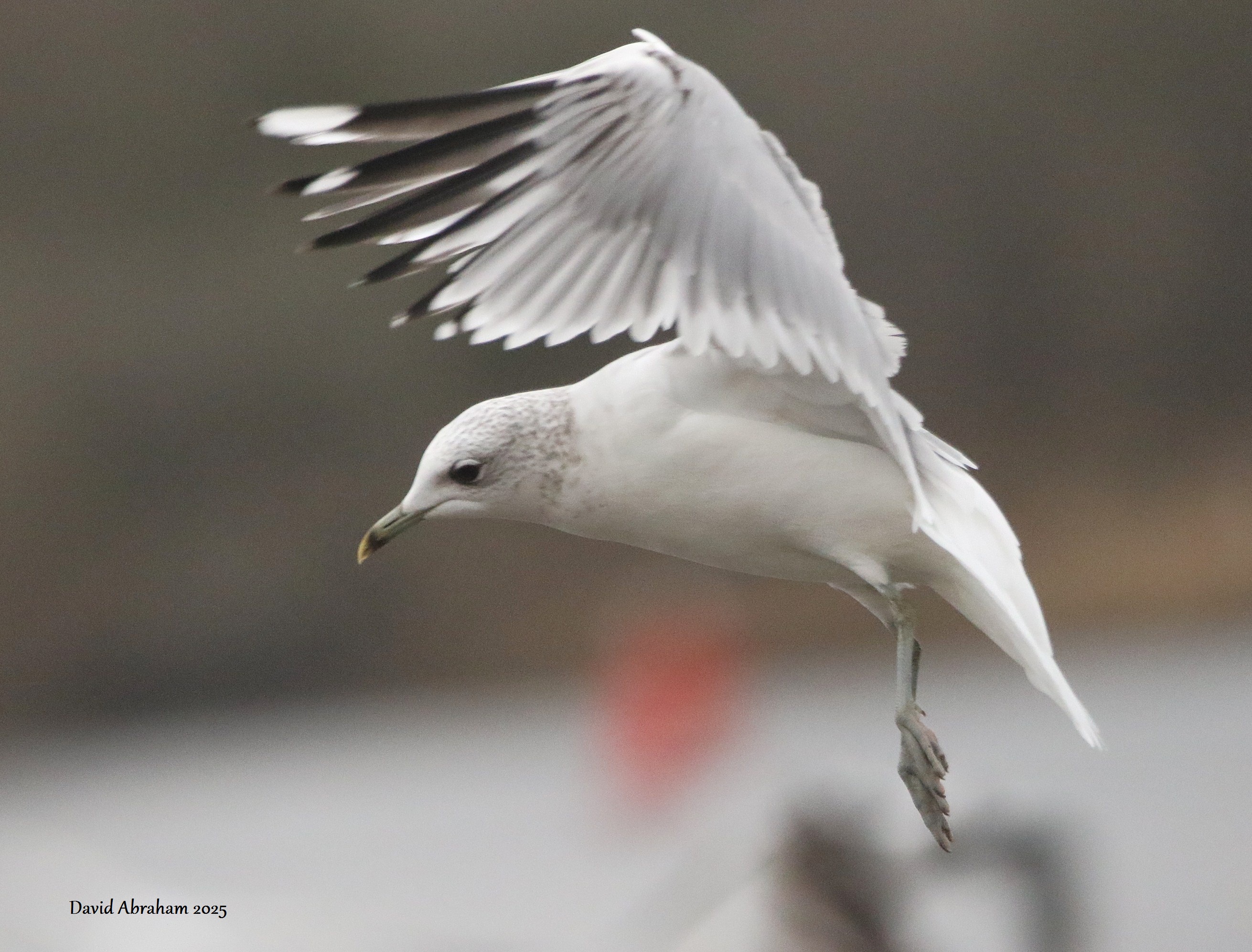 Common Gull