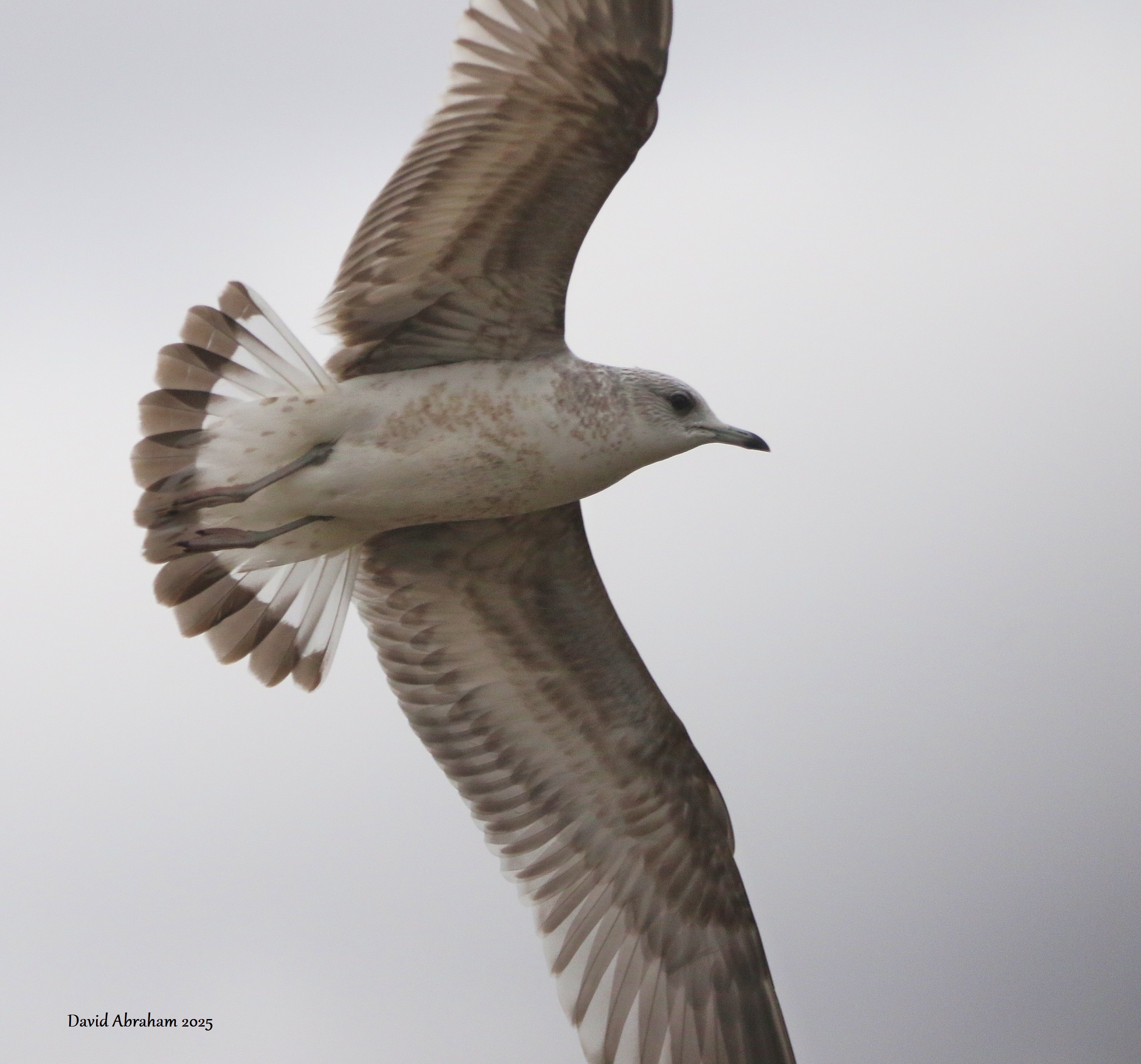 Common Gull