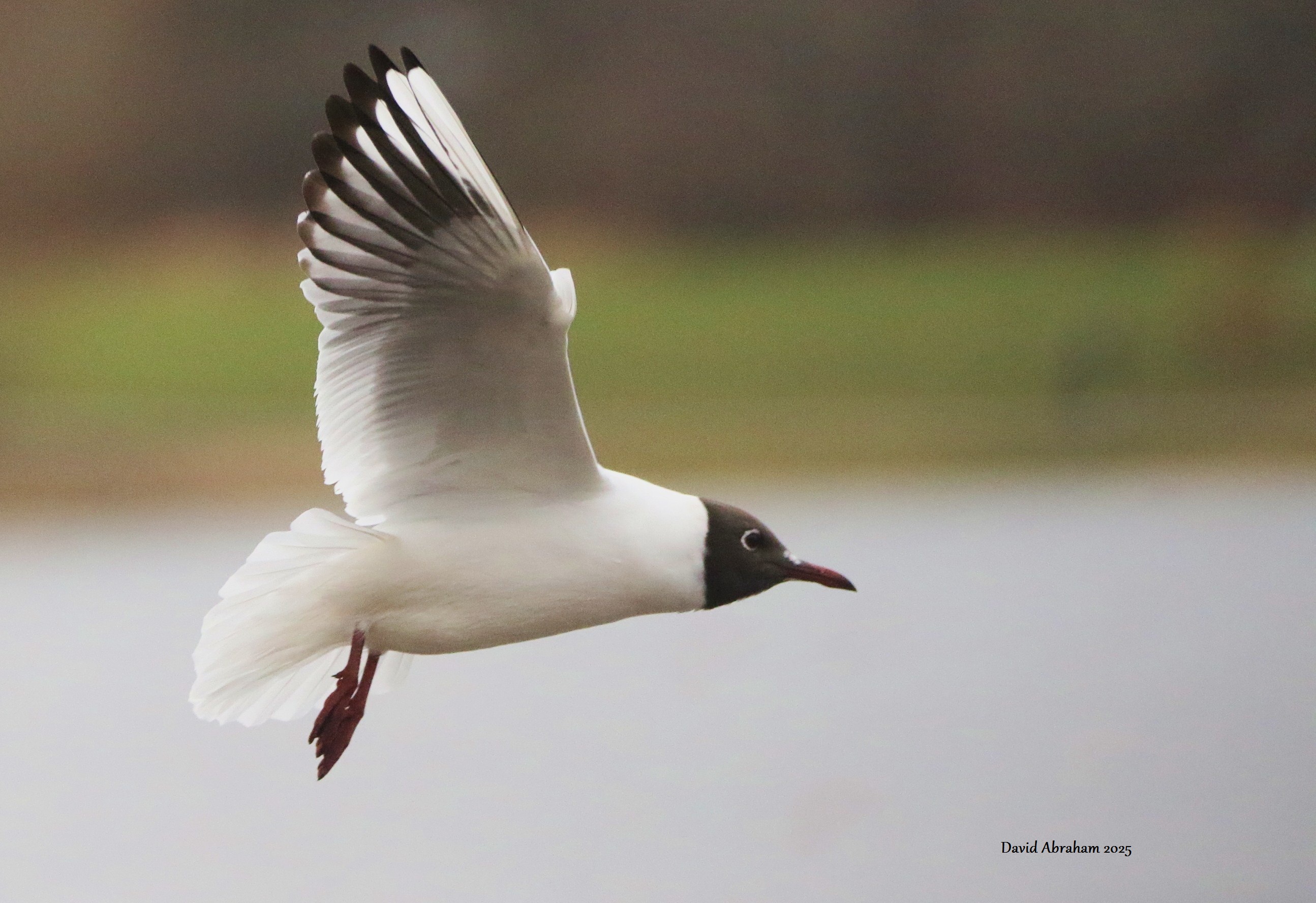 Black-headed Gull