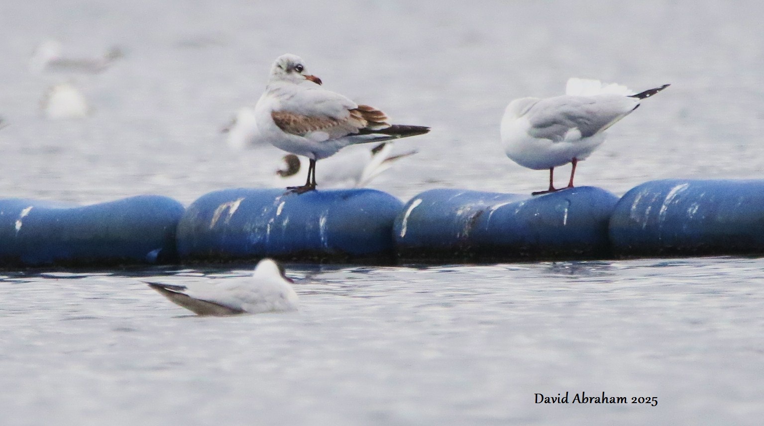 Mediterranean Gull 