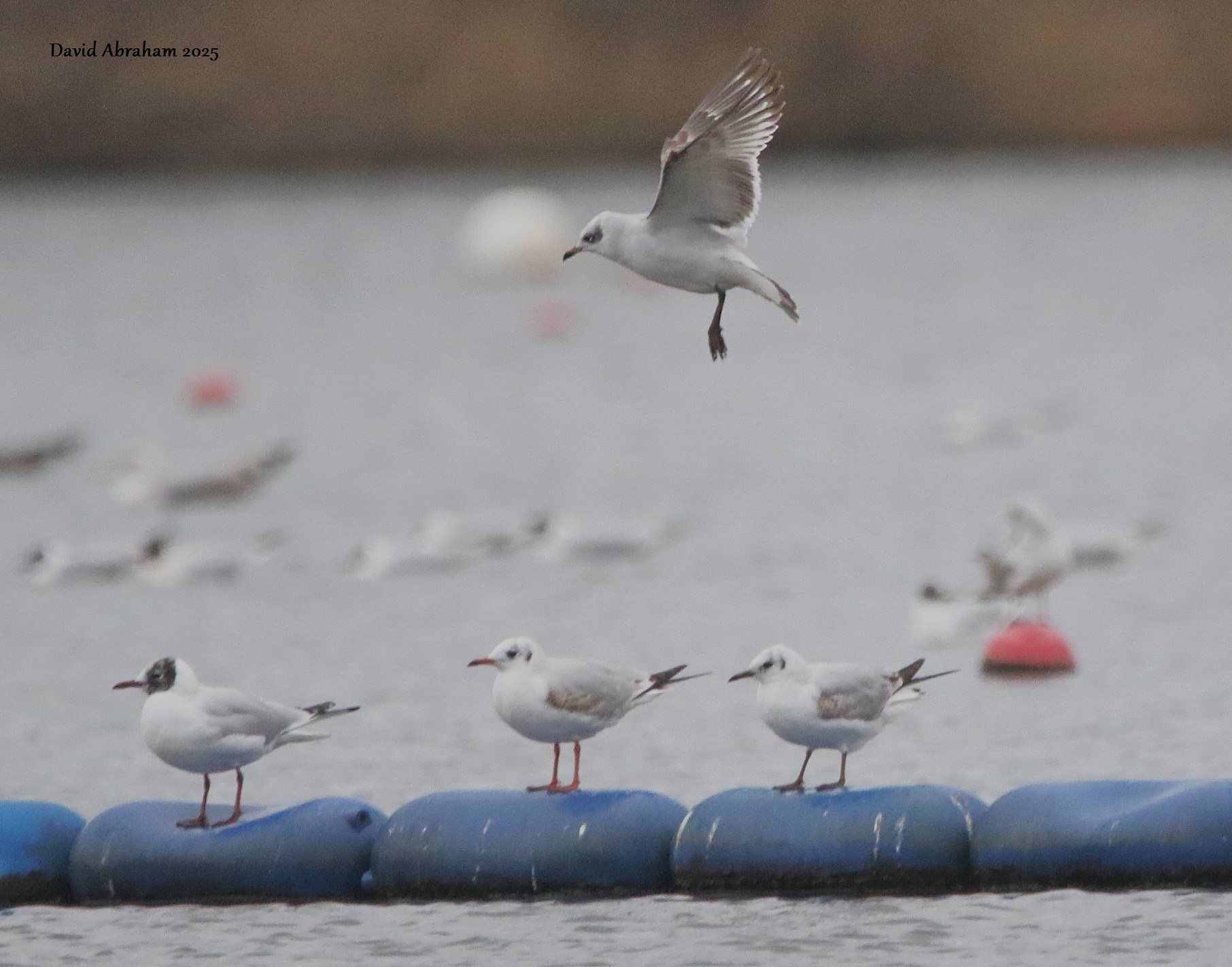 Mediterranean Gull