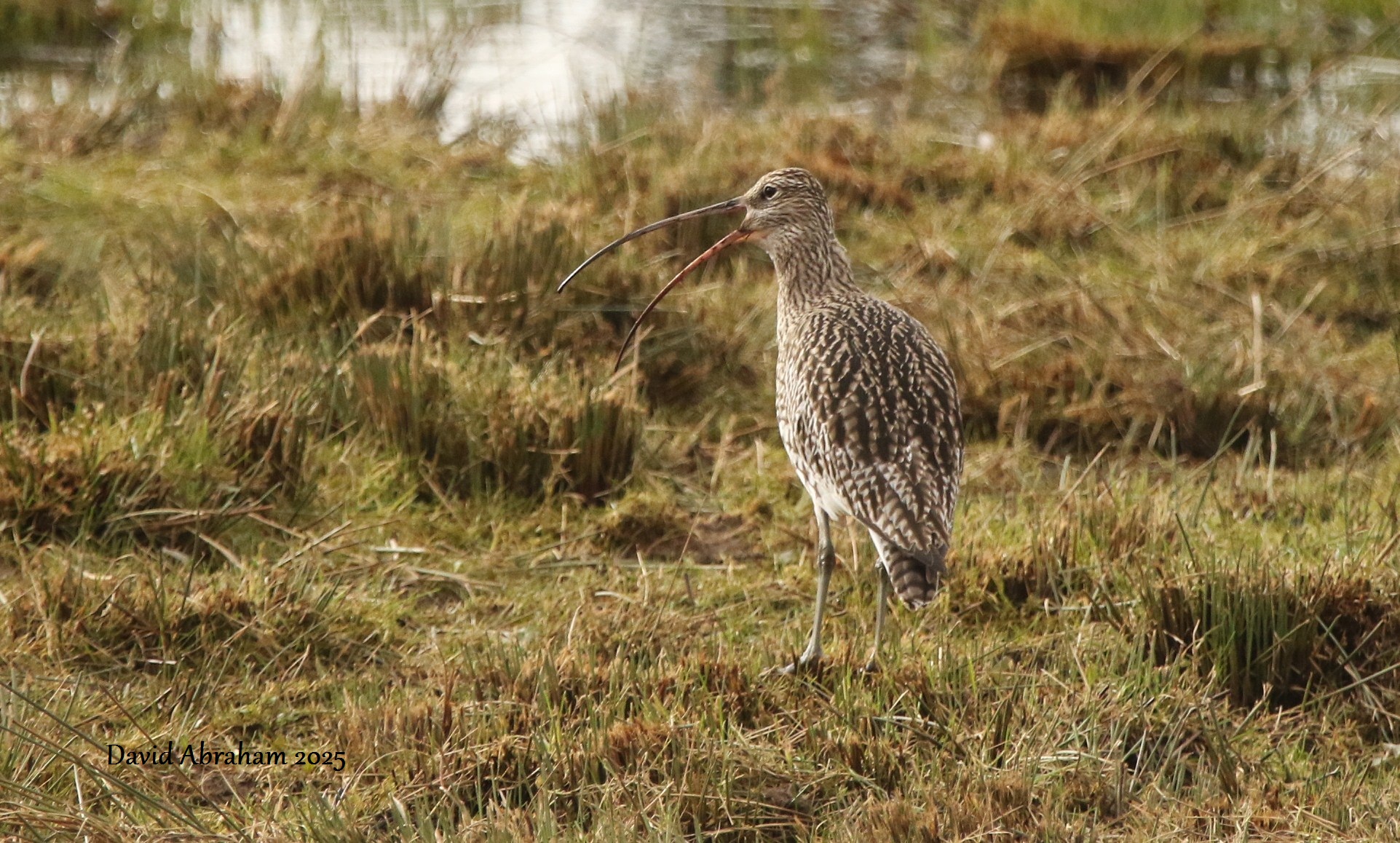 Curlew 