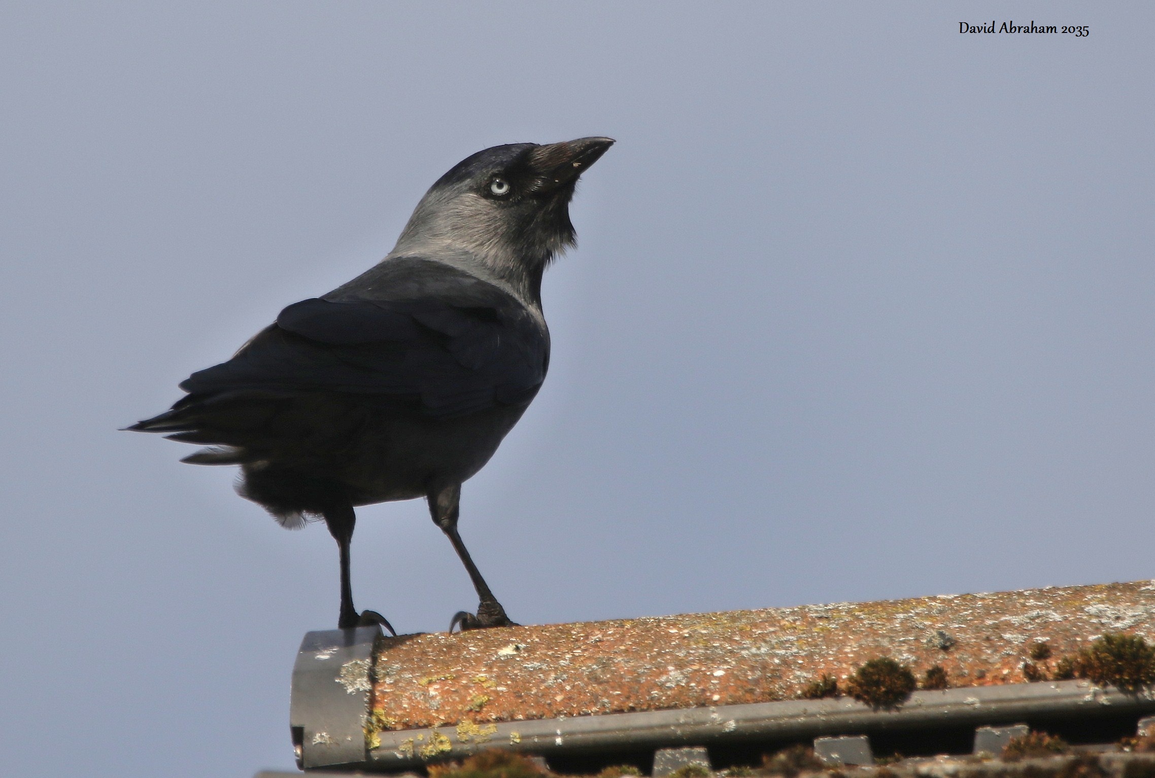 Jackdaw 
