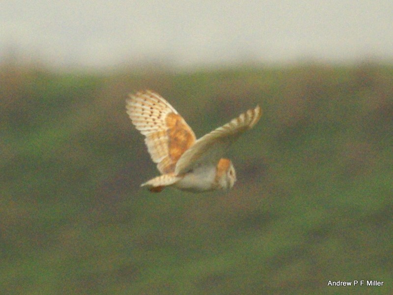 Barn Owl