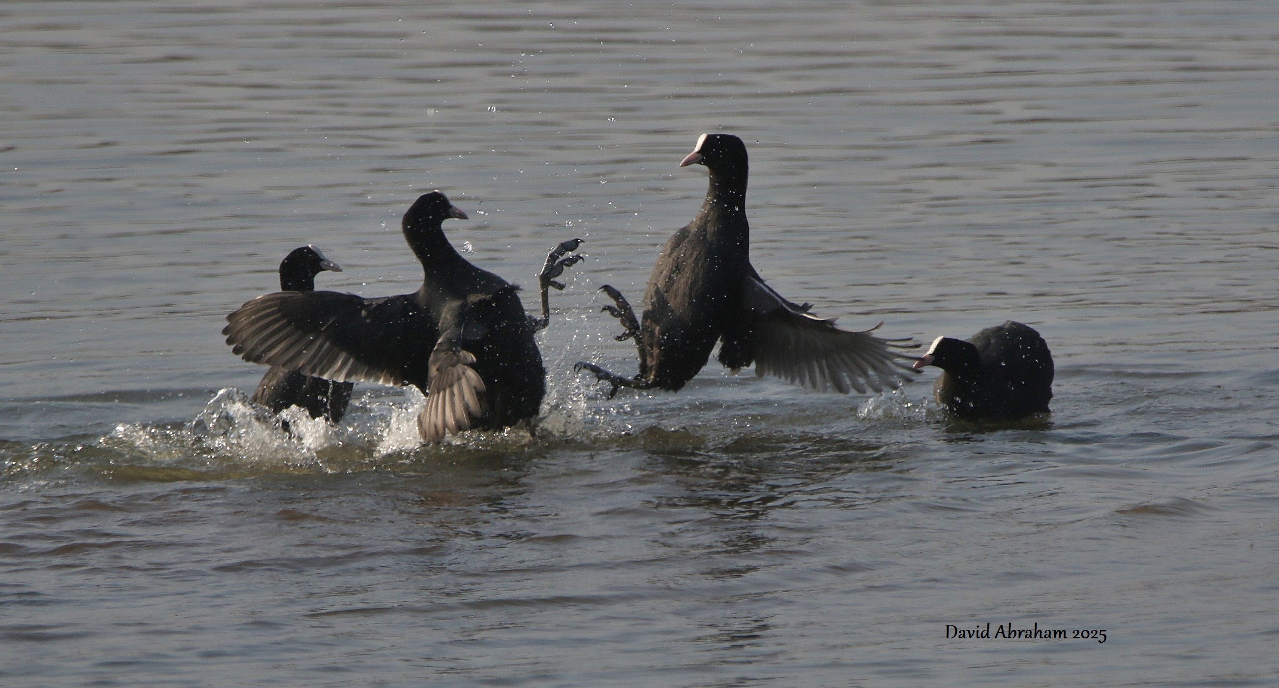 Coot