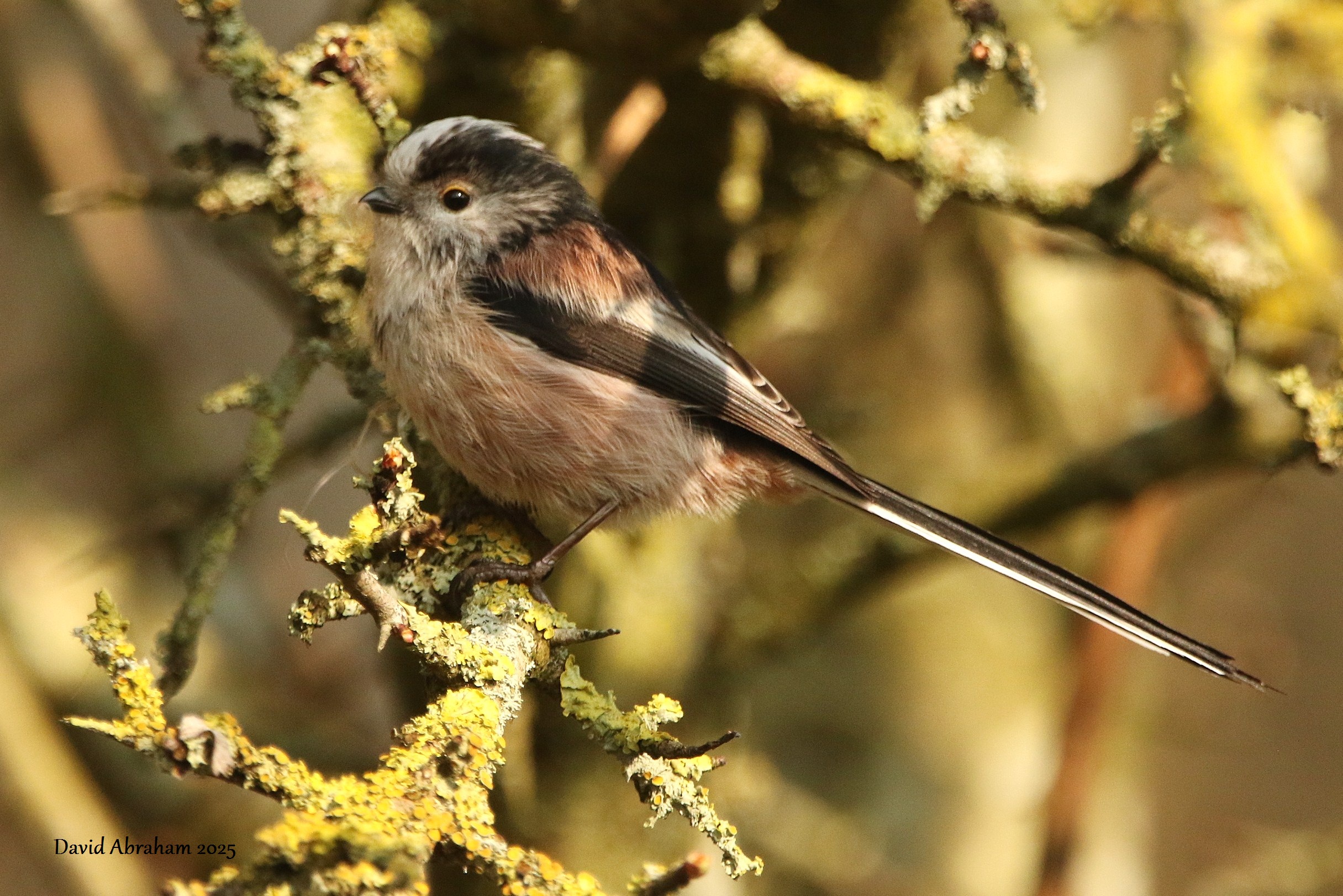 Long-tailed Tit 