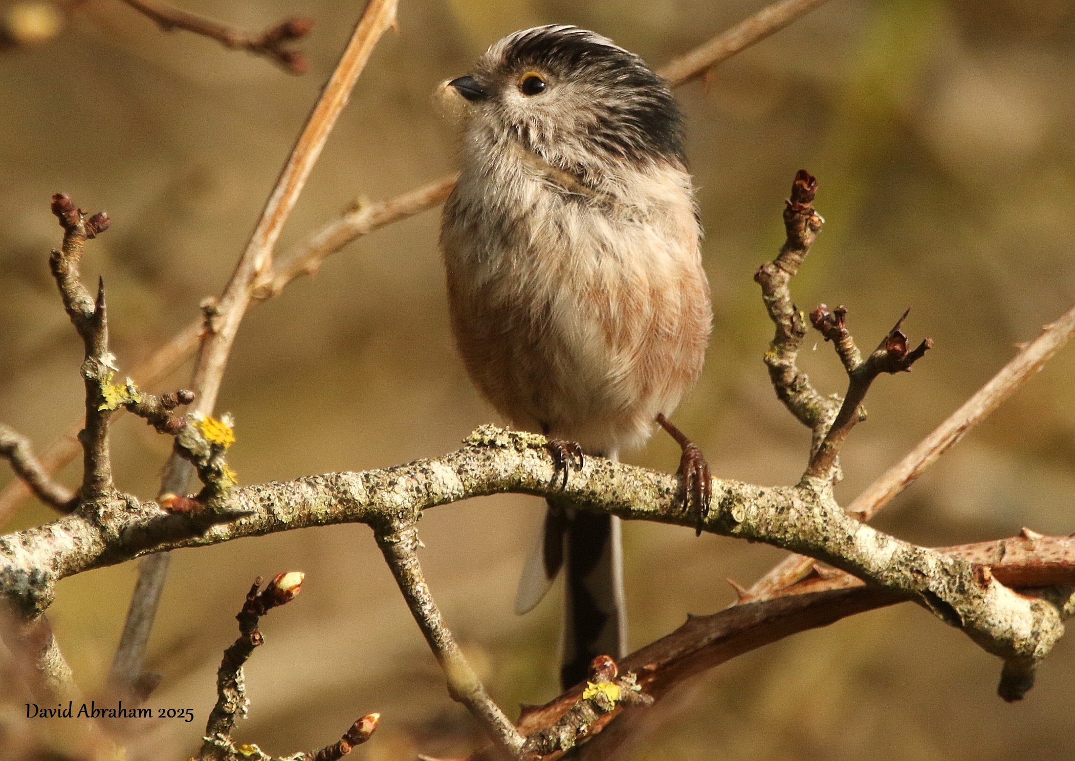 Long-tailed Tit 