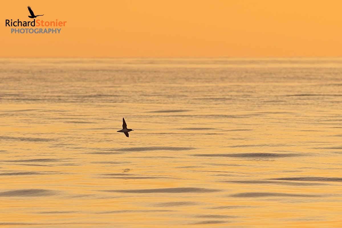 Manx Shearwater
