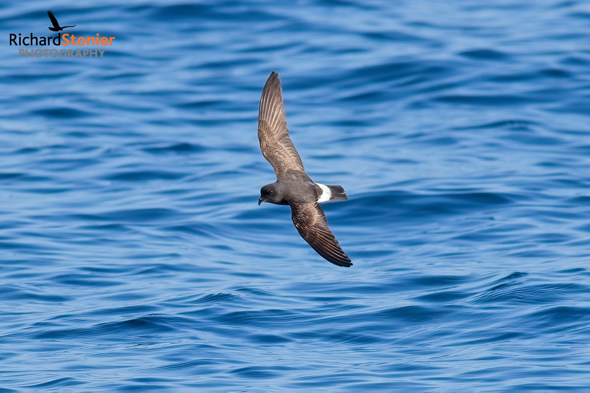 Storm Petrel