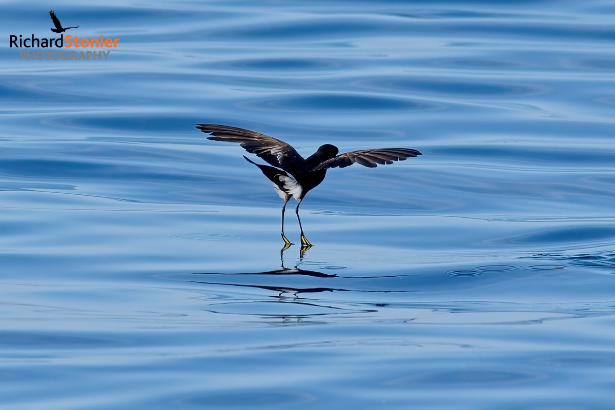 Wilson's Petrel
