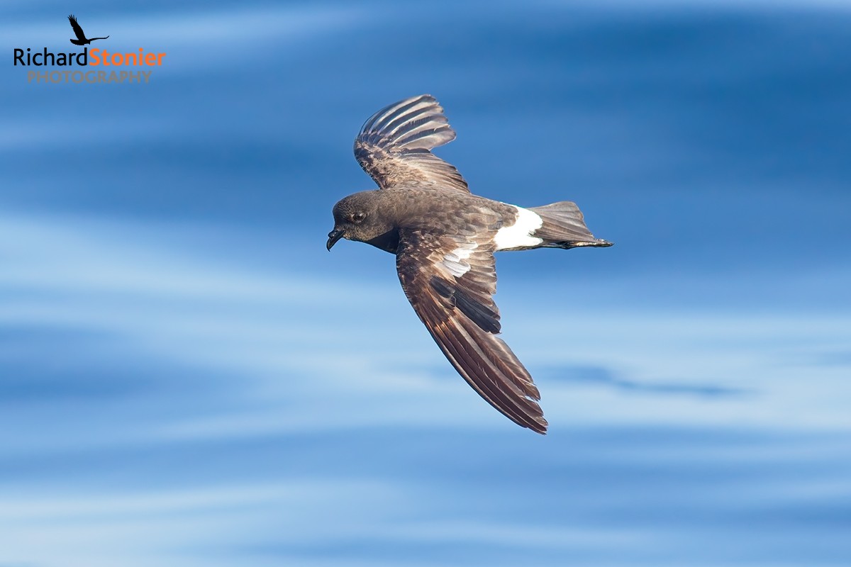 Wilson's Petrel