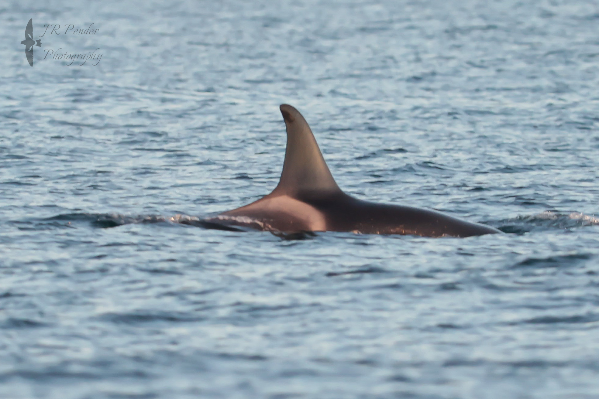 Orca 