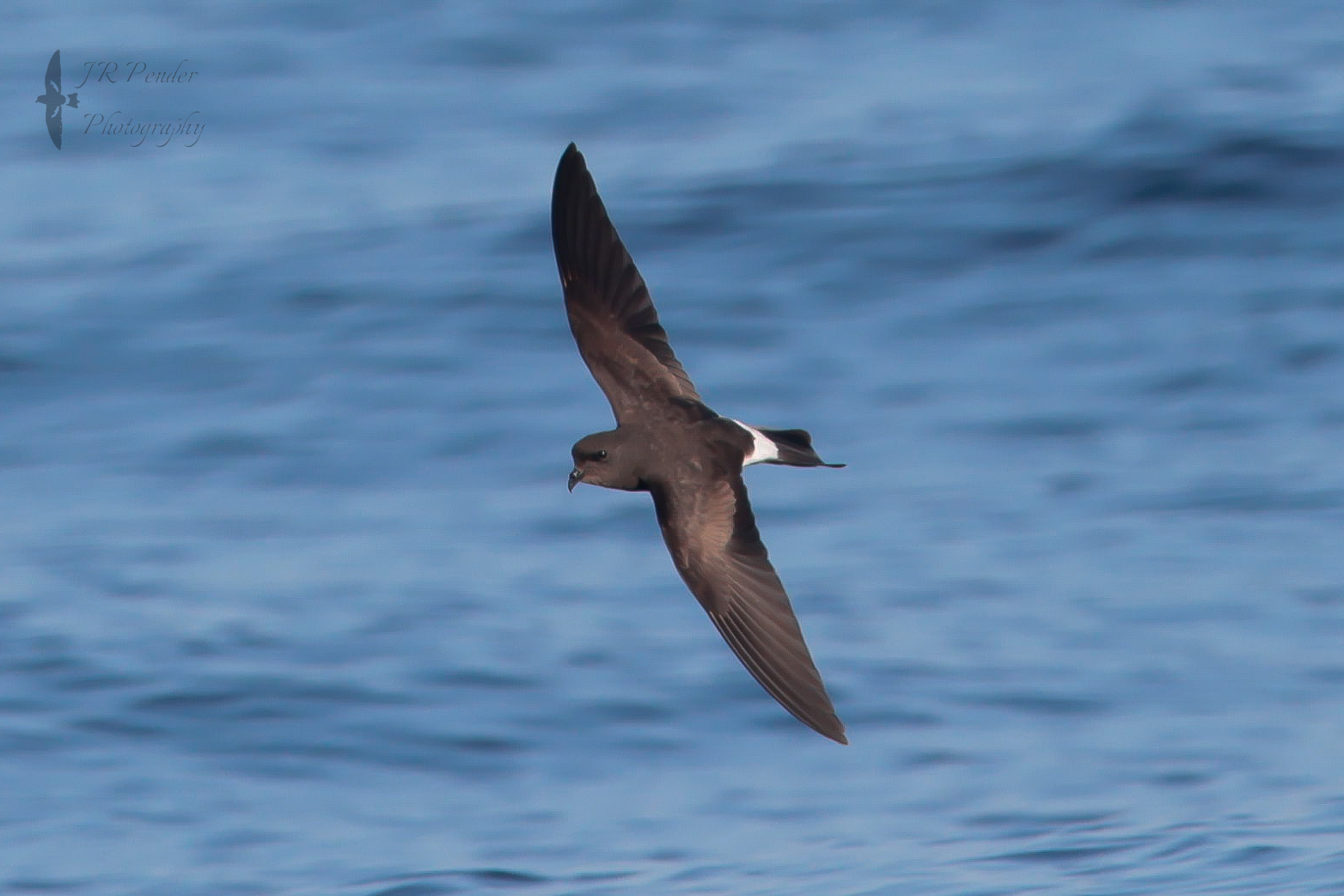 Wilson's Petrel