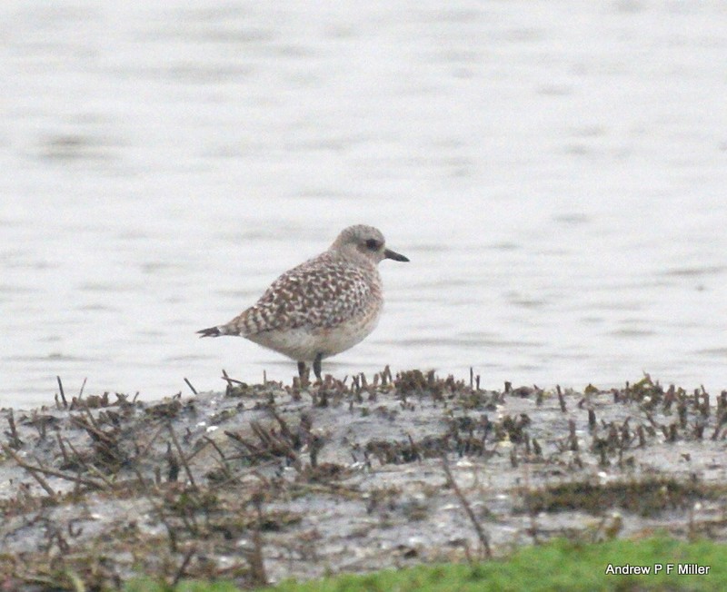 Grey Plover
