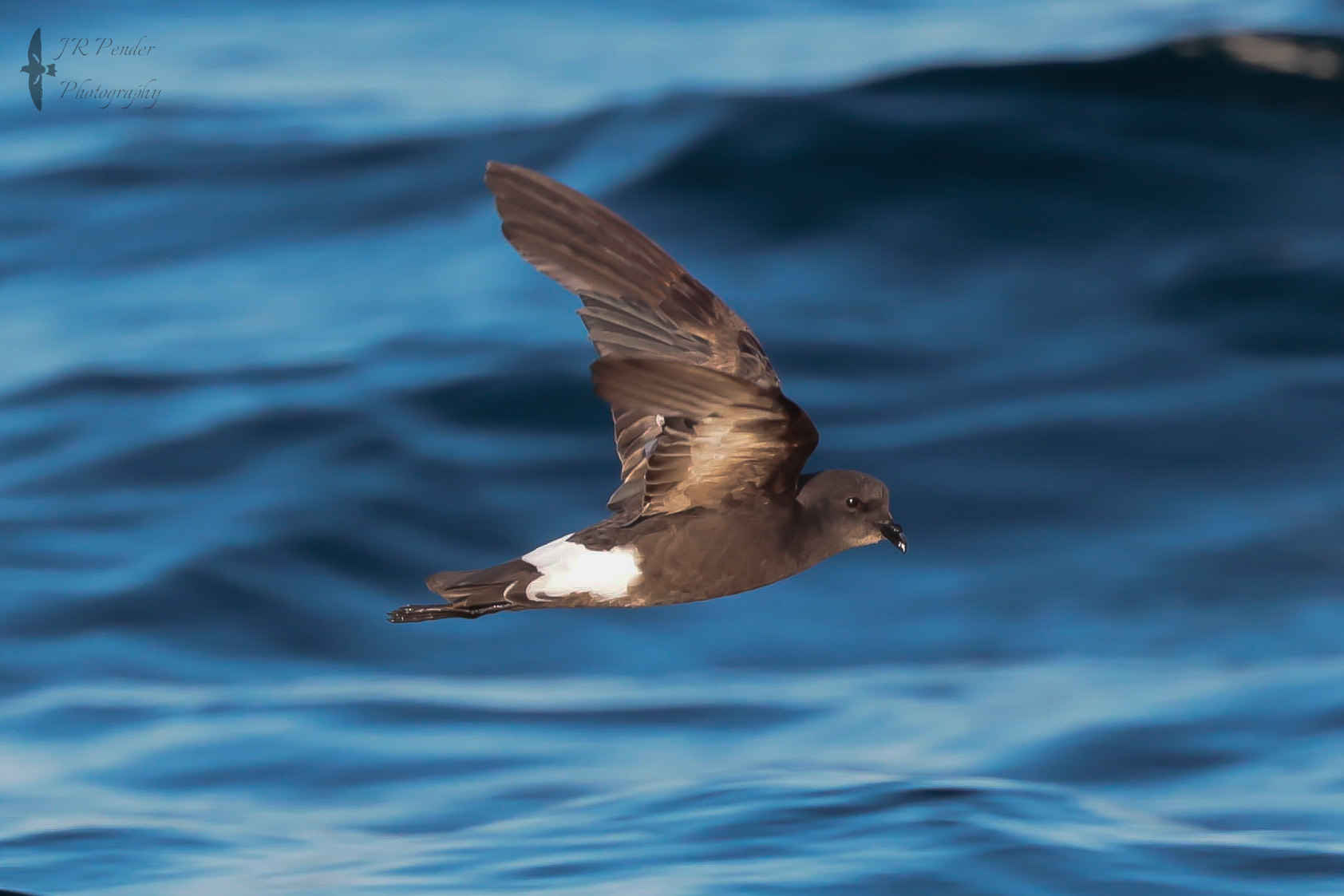 Wilson's Petrel