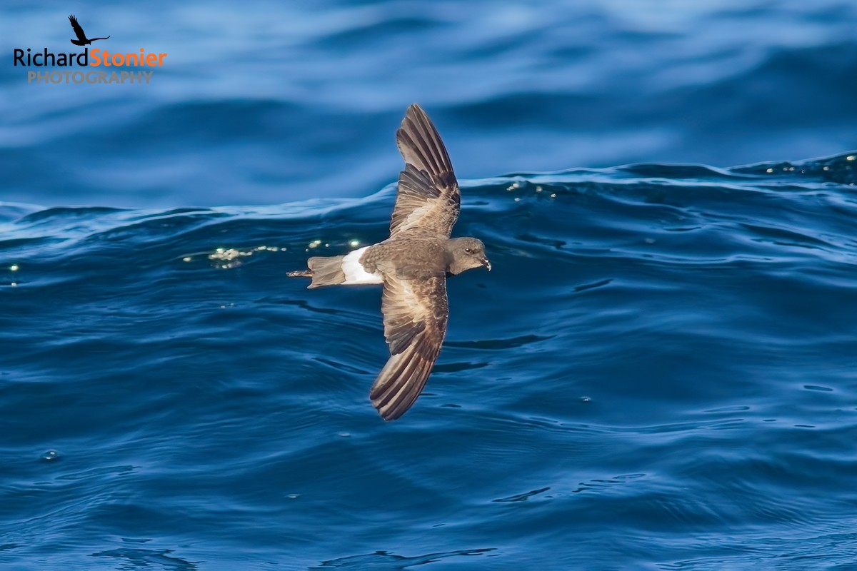 Wilson's Petrel