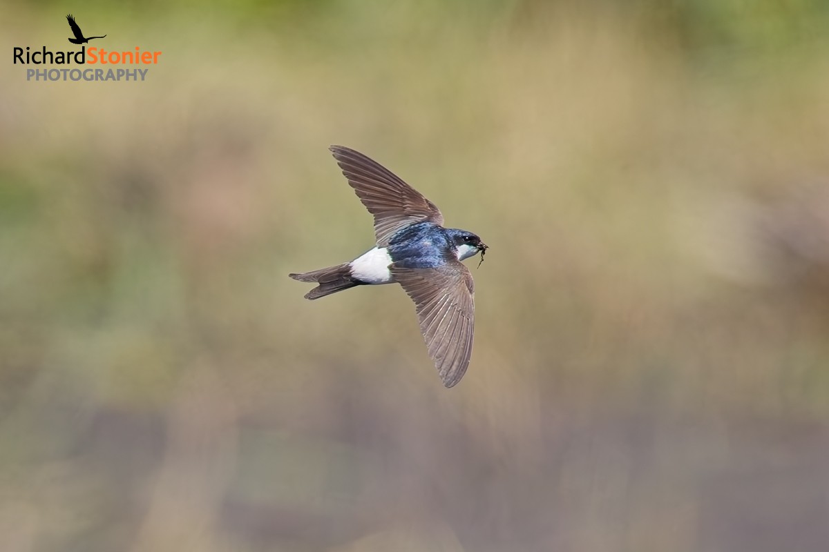 House Martin