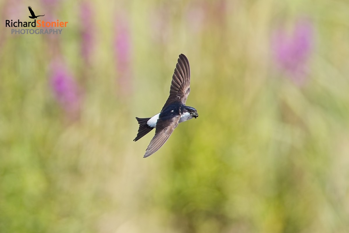 House Martin