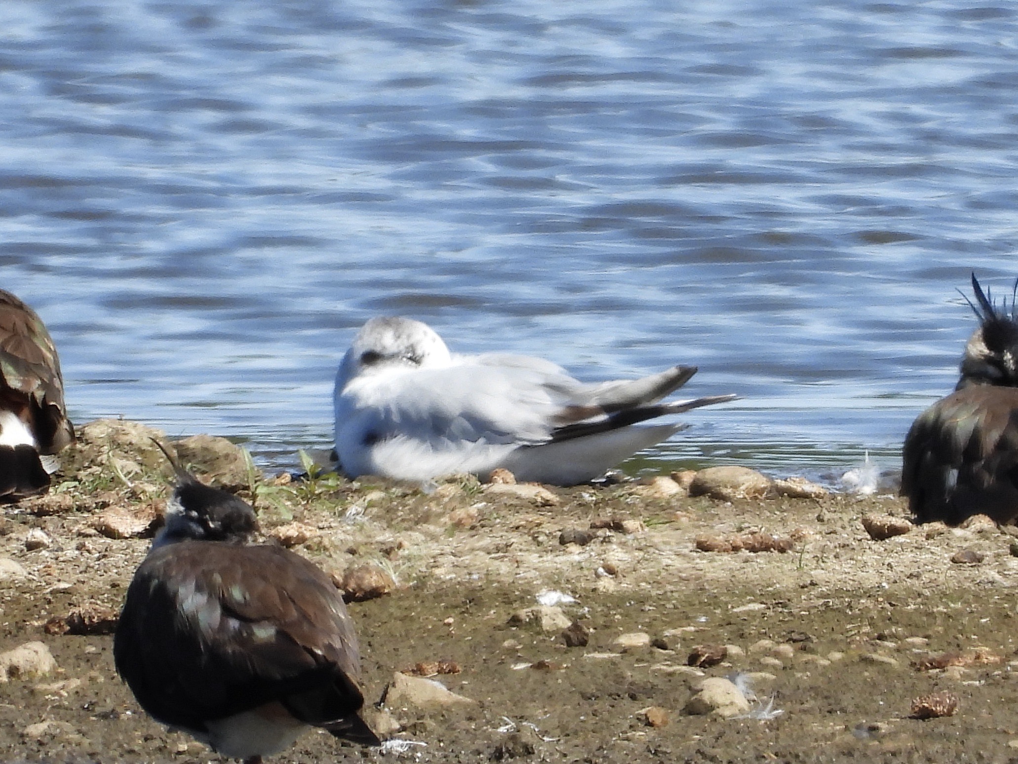 Little Gull