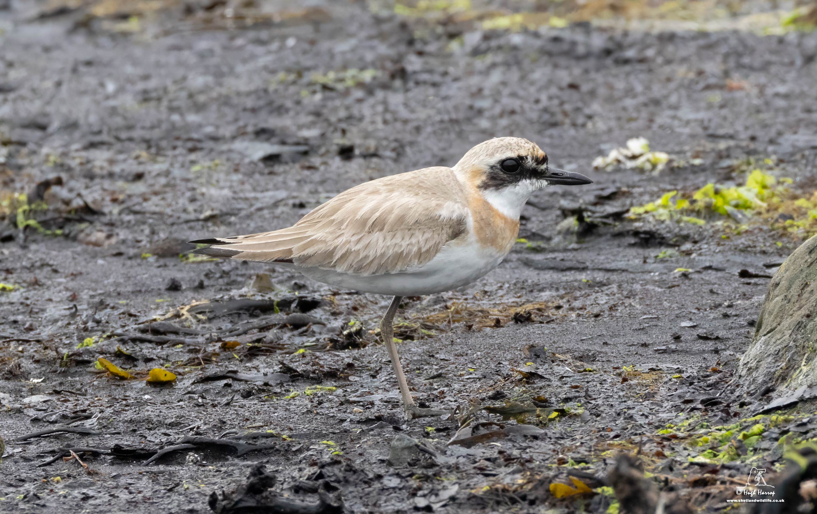 Greater Sand Plover