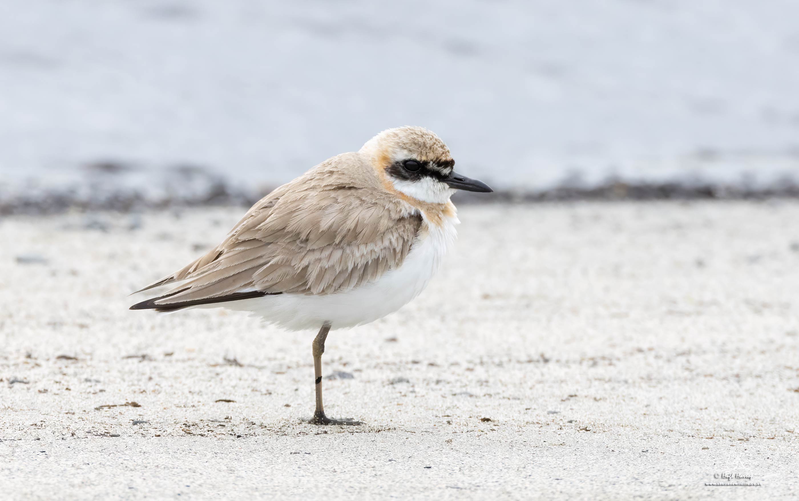 Greater Sand Plover