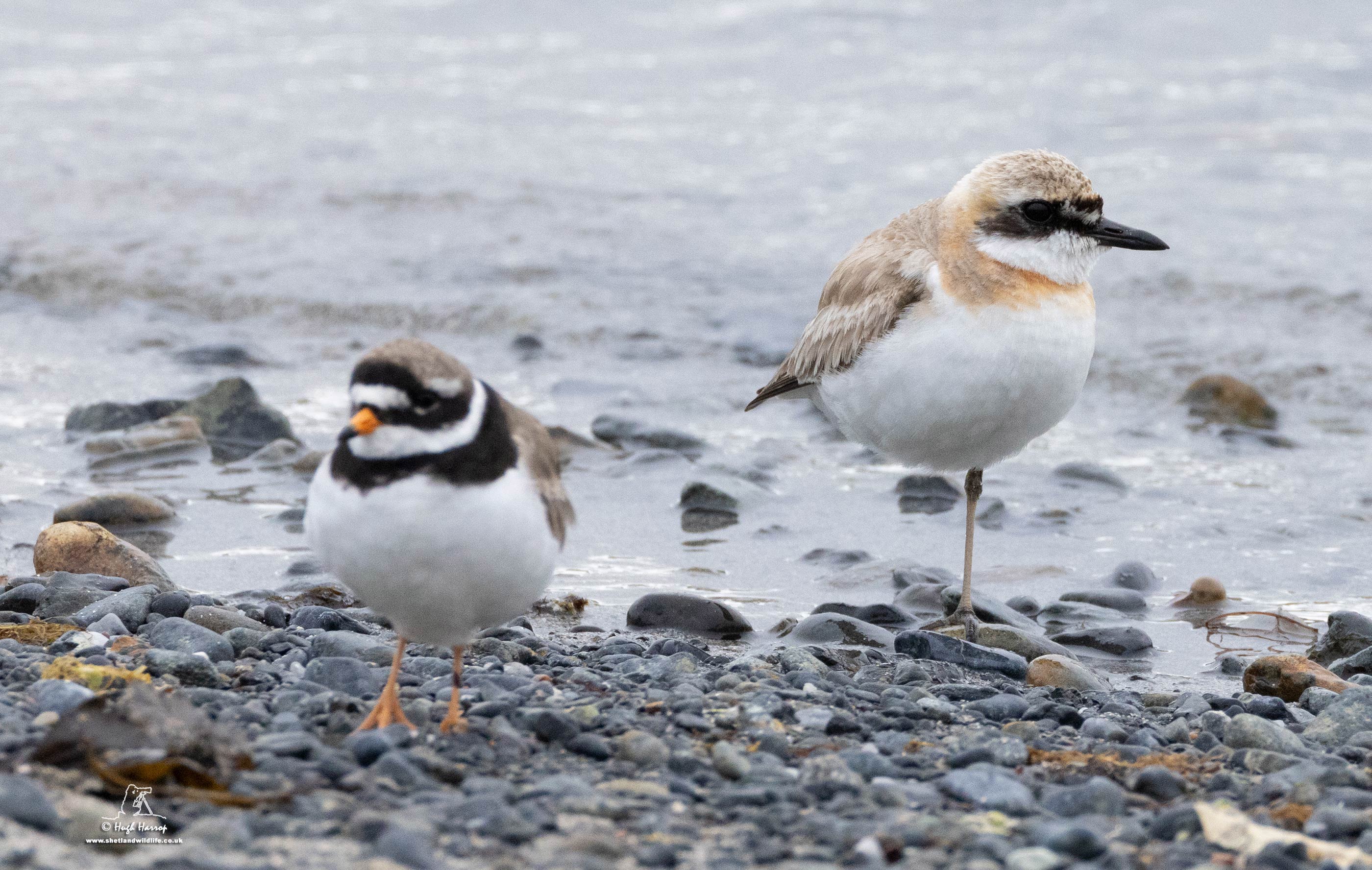Greater Sand Plover