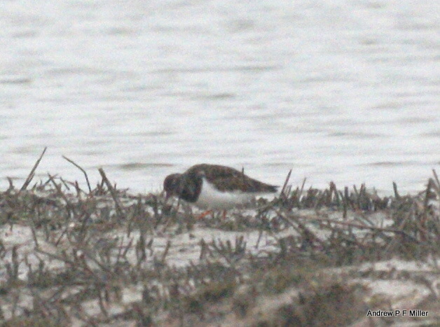 Turnstone