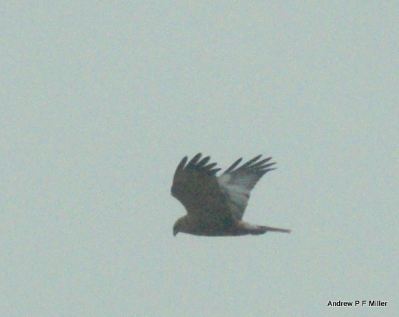 Marsh Harrier