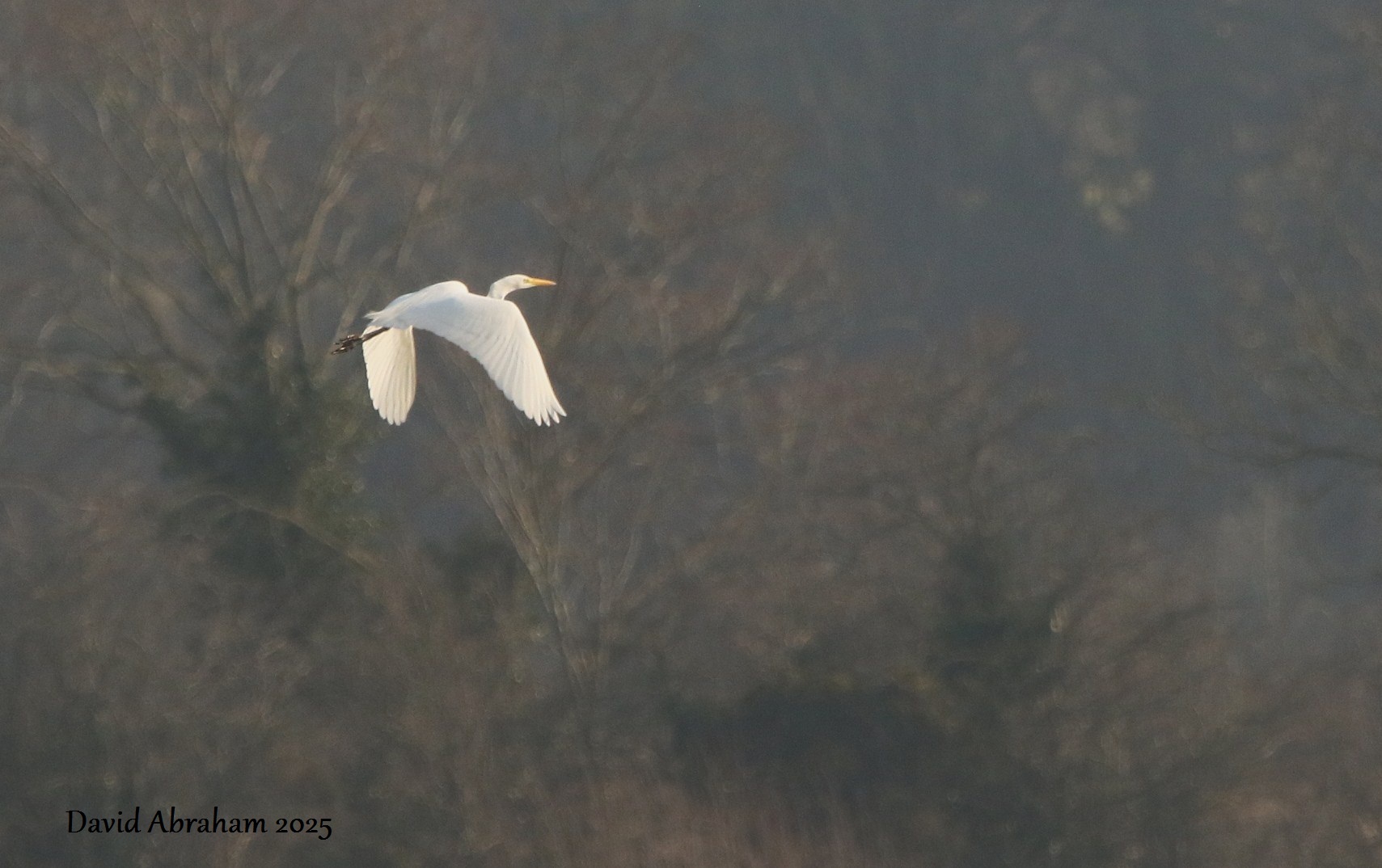 Great White Egret