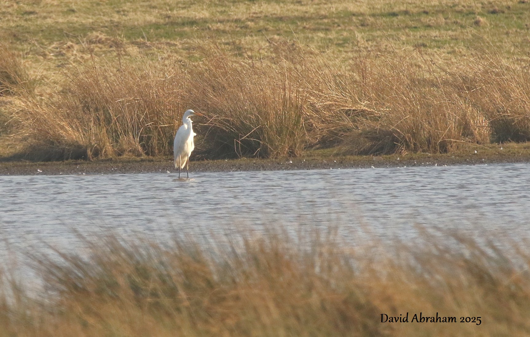 Great White Egret 