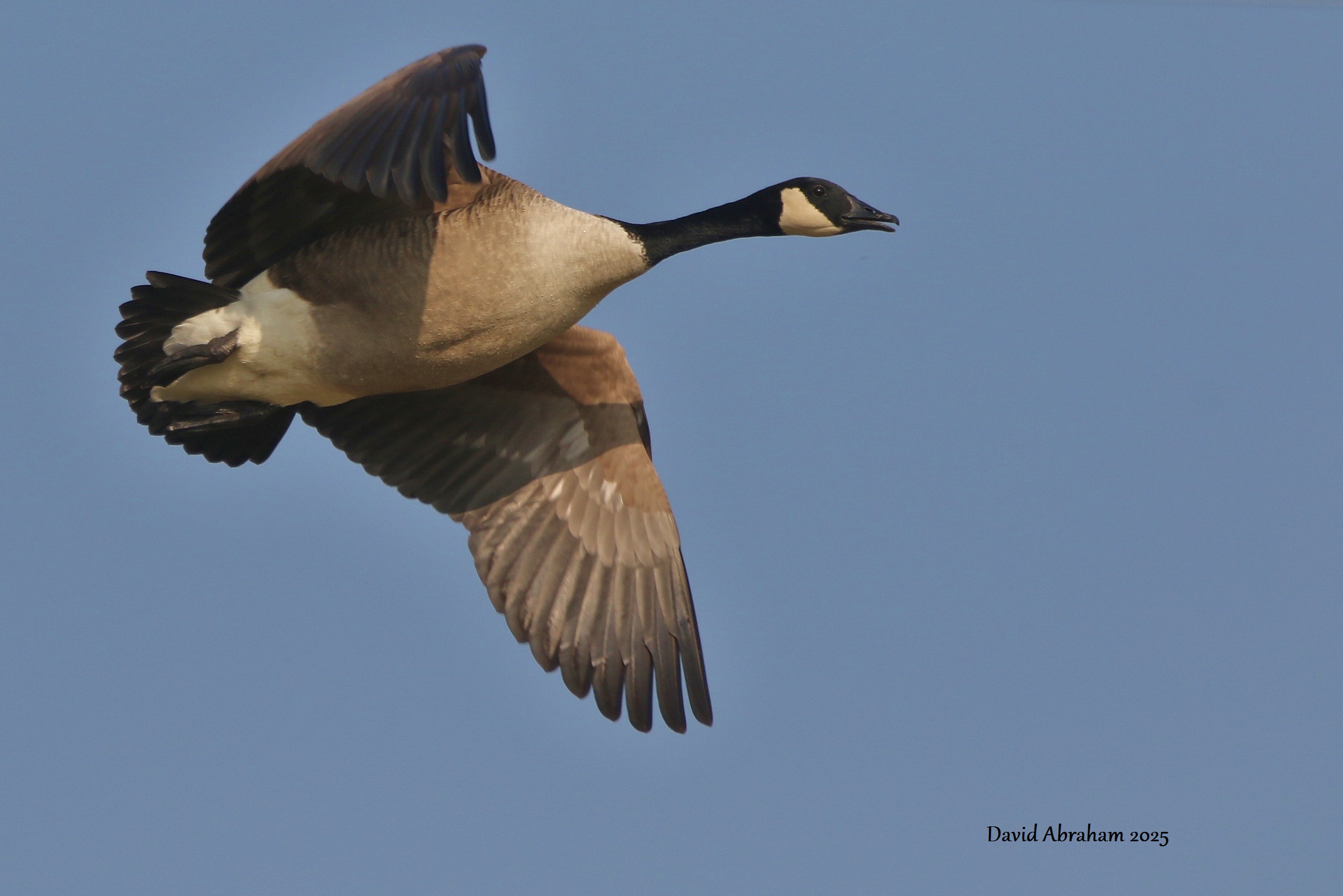 Canada Goose