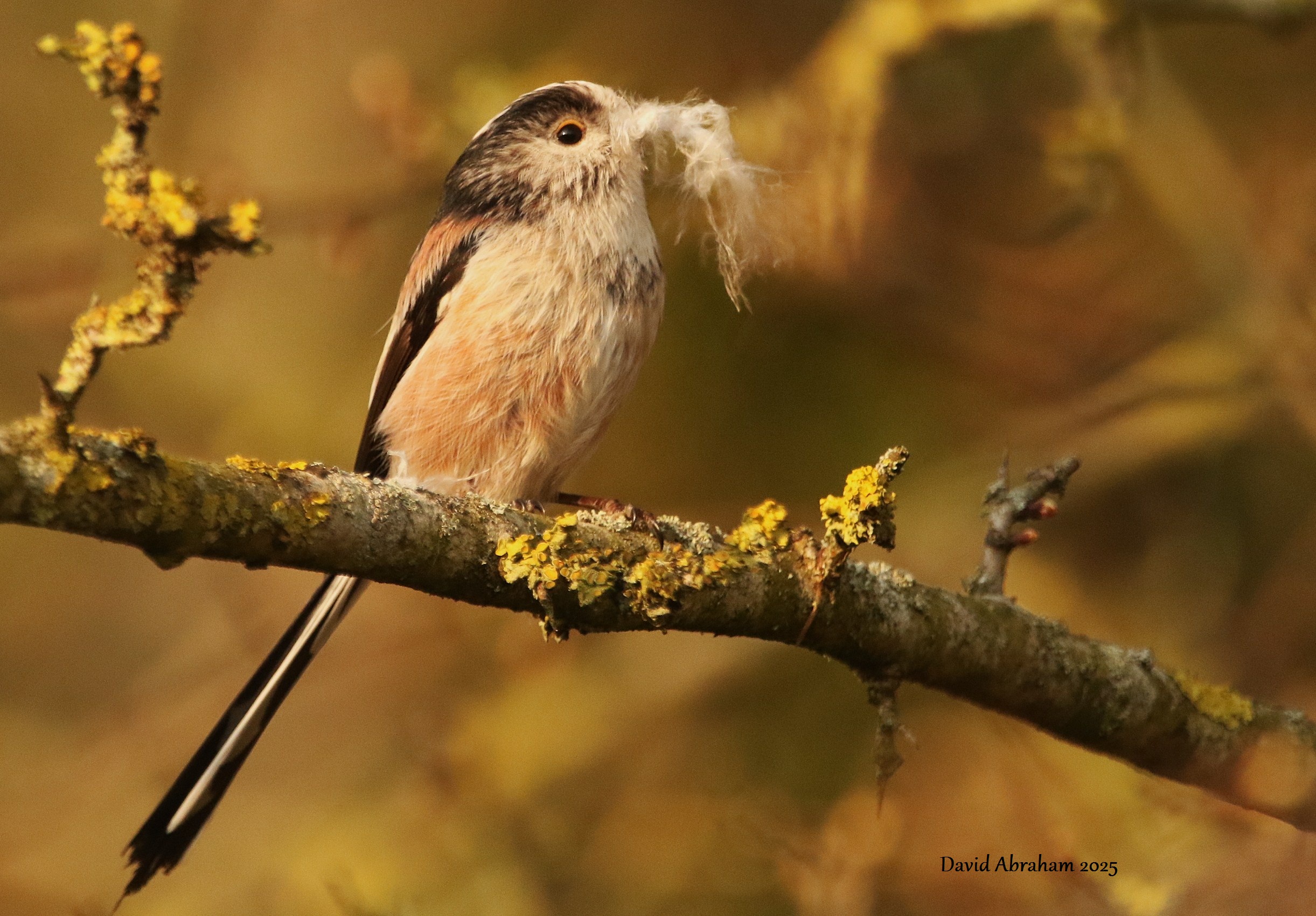 Long-tailed Tit 