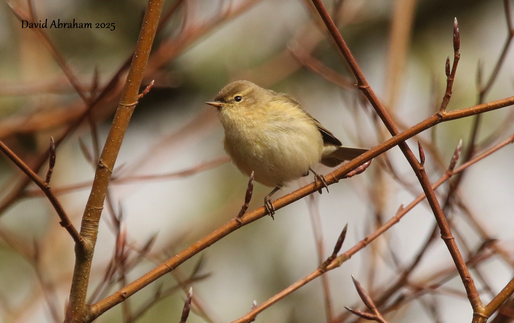 Chiffchaff 
