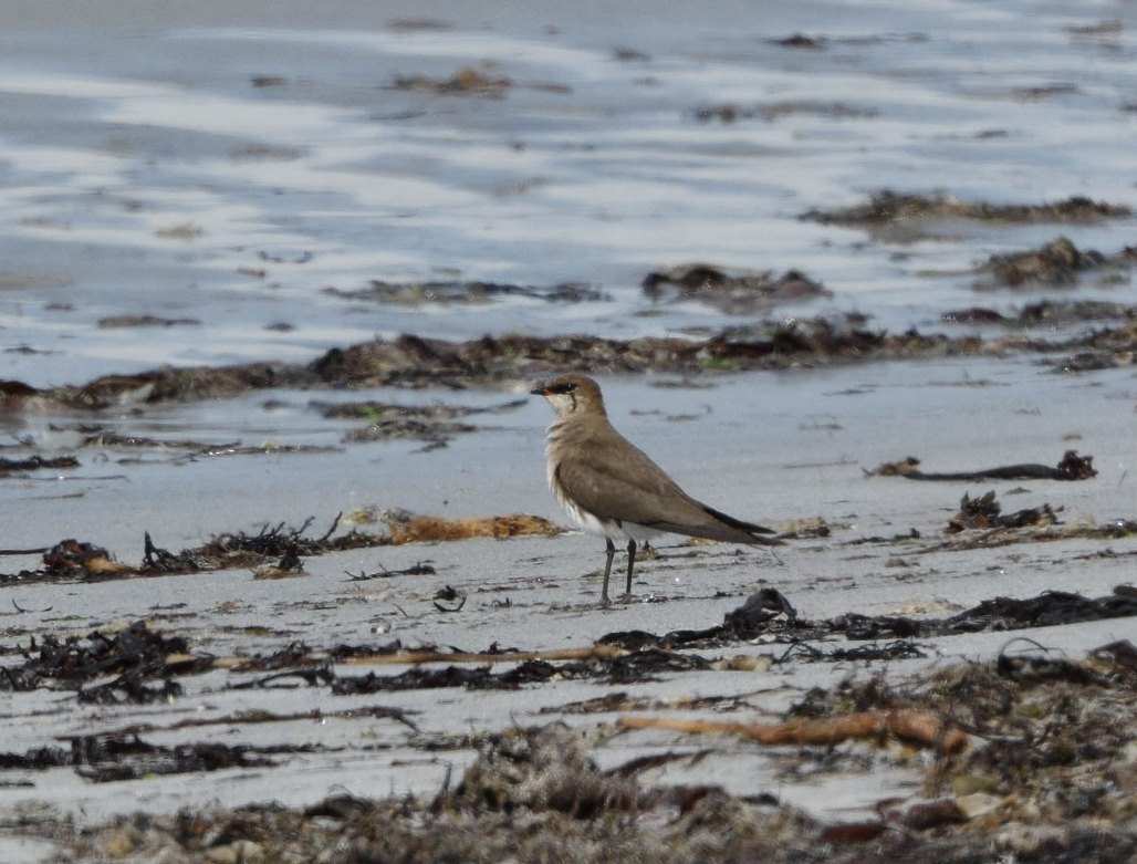 Black-winged Pratincole