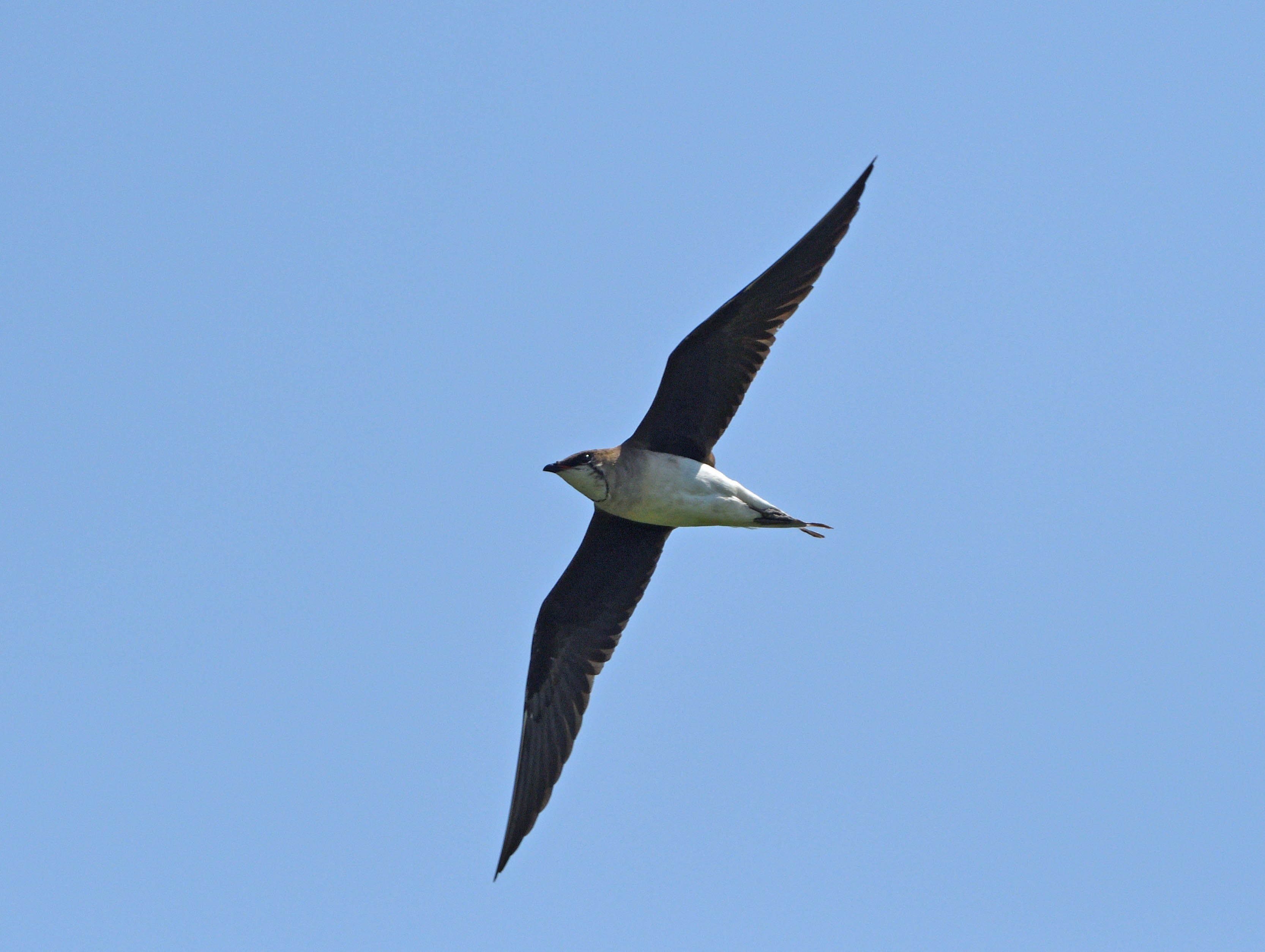 Black-winged Pratincole