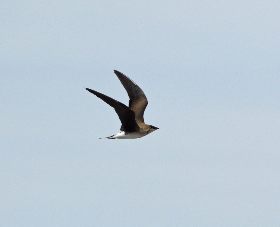 Black-winged Pratincole