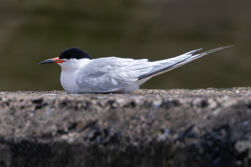 Roseate Tern
