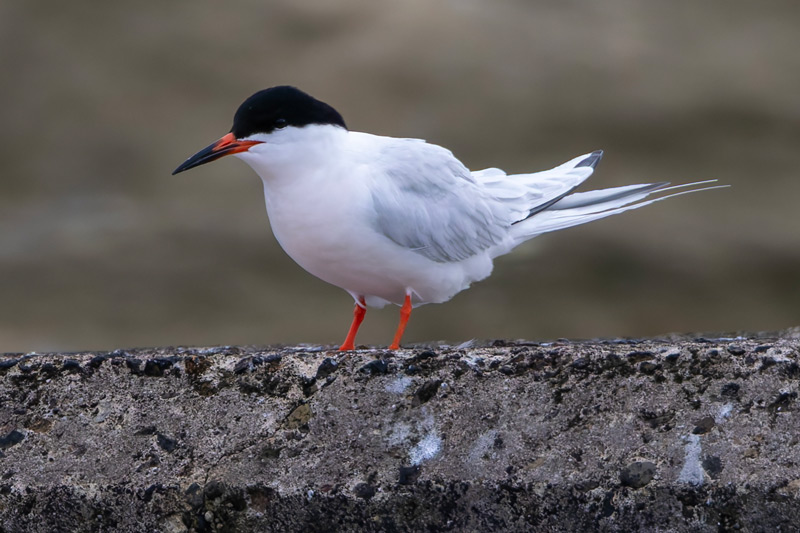 Roseate Tern