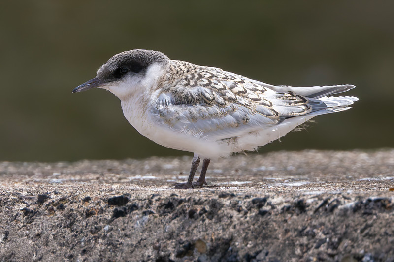 Roseate Tern