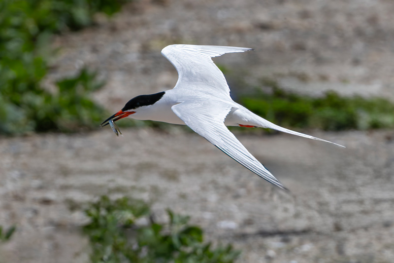 Roseate Tern