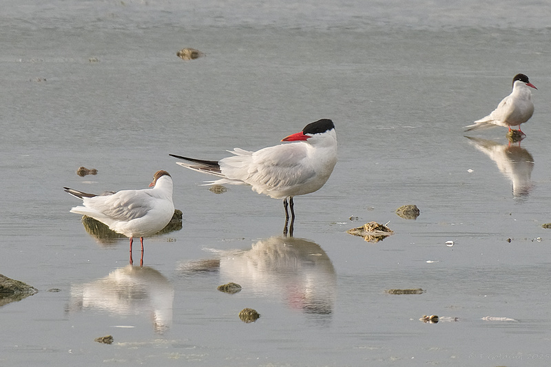 Caspian Tern