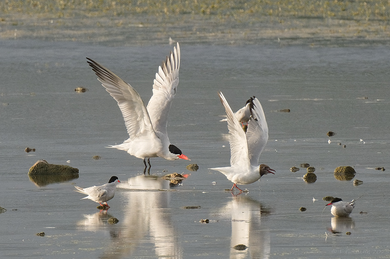 Caspian Tern