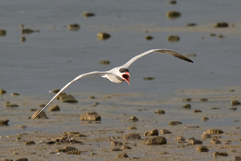 Caspian Tern