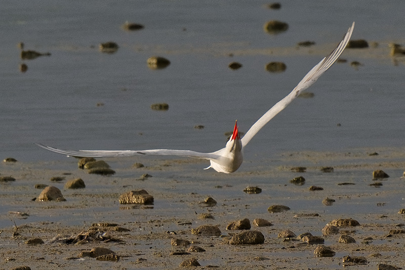 Caspian Tern